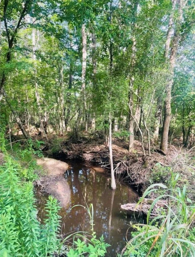 4 Acres of Land for Sale in Livingston, Texas - Livingston, Texas, 77351