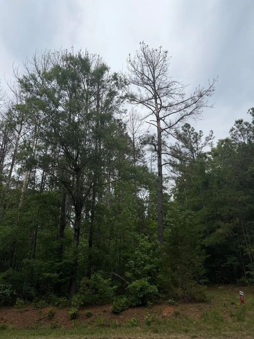 Property from Tbd Pine Valley Drive - KW