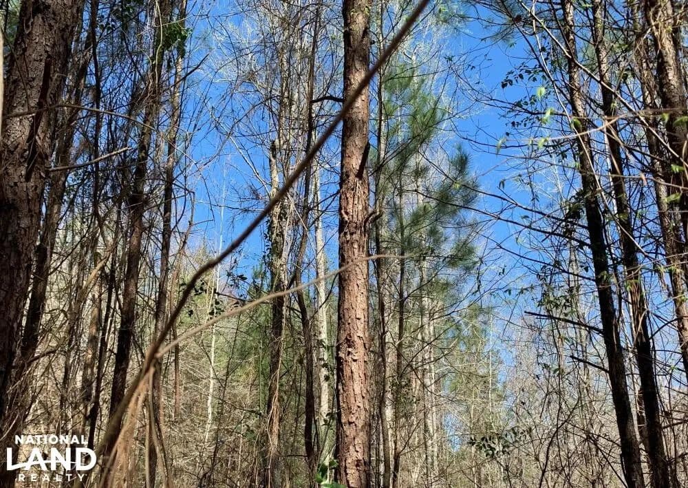 Catahoula Hills 50 Acres of Deer, Turkey, and Timber - Grayson, Louisiana, 71435