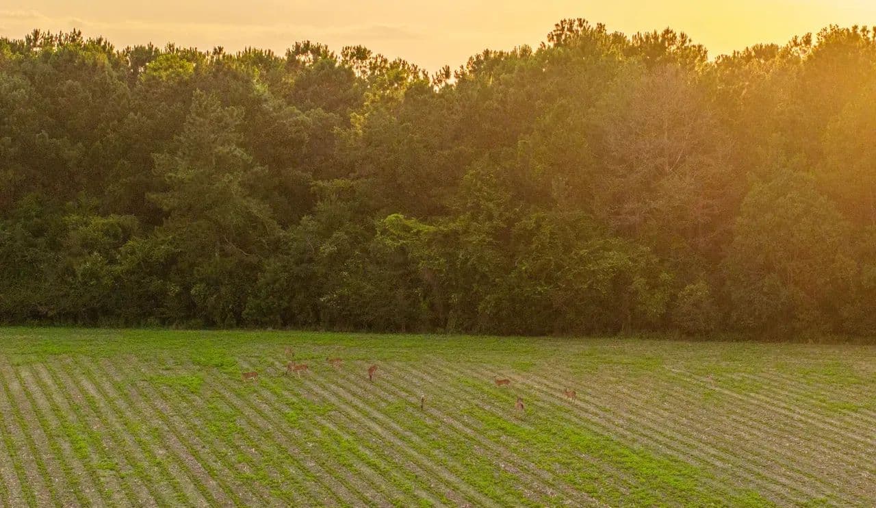 Wilson Creek: Custom Homesites in Baldwin County (LOT 7) - Stapleton, Alabama, 36578