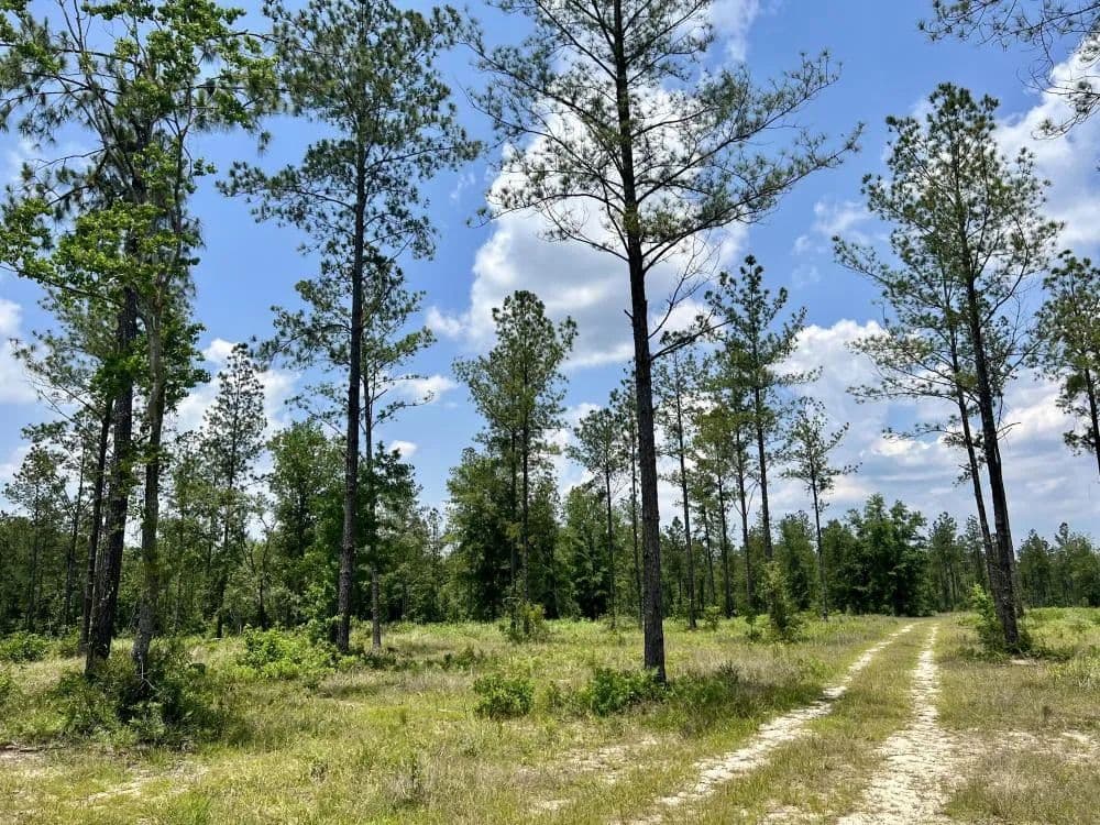 Baldwin CR-64 at Interstate-10 Development Site - North - Robertsdale, Alabama, 36567