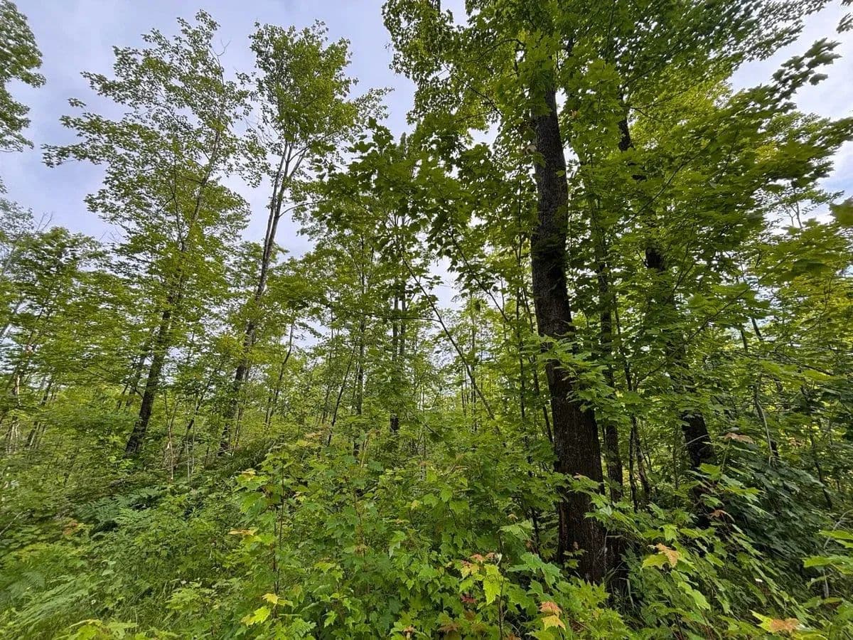 Otter Lake-Tapiola Road - land for sale