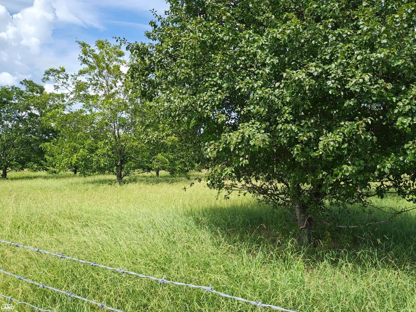 Clack Orchard & Wildlife Property - land for sale