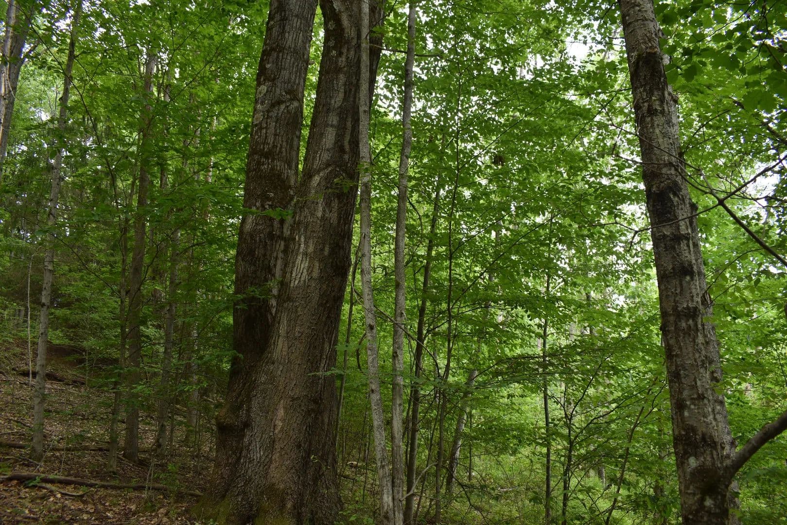 Walkertown Whitetails - land for sale