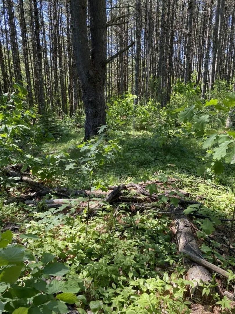 1 Acre of Land for Sale in Minocqua, Wisconsin - Minocqua, Wisconsin, 54548