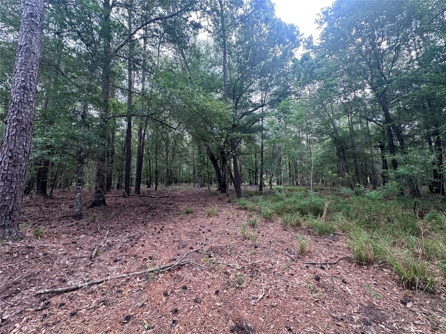10 Acres of Land for Sale in Livingston, Texas - Livingston, Texas, 77351