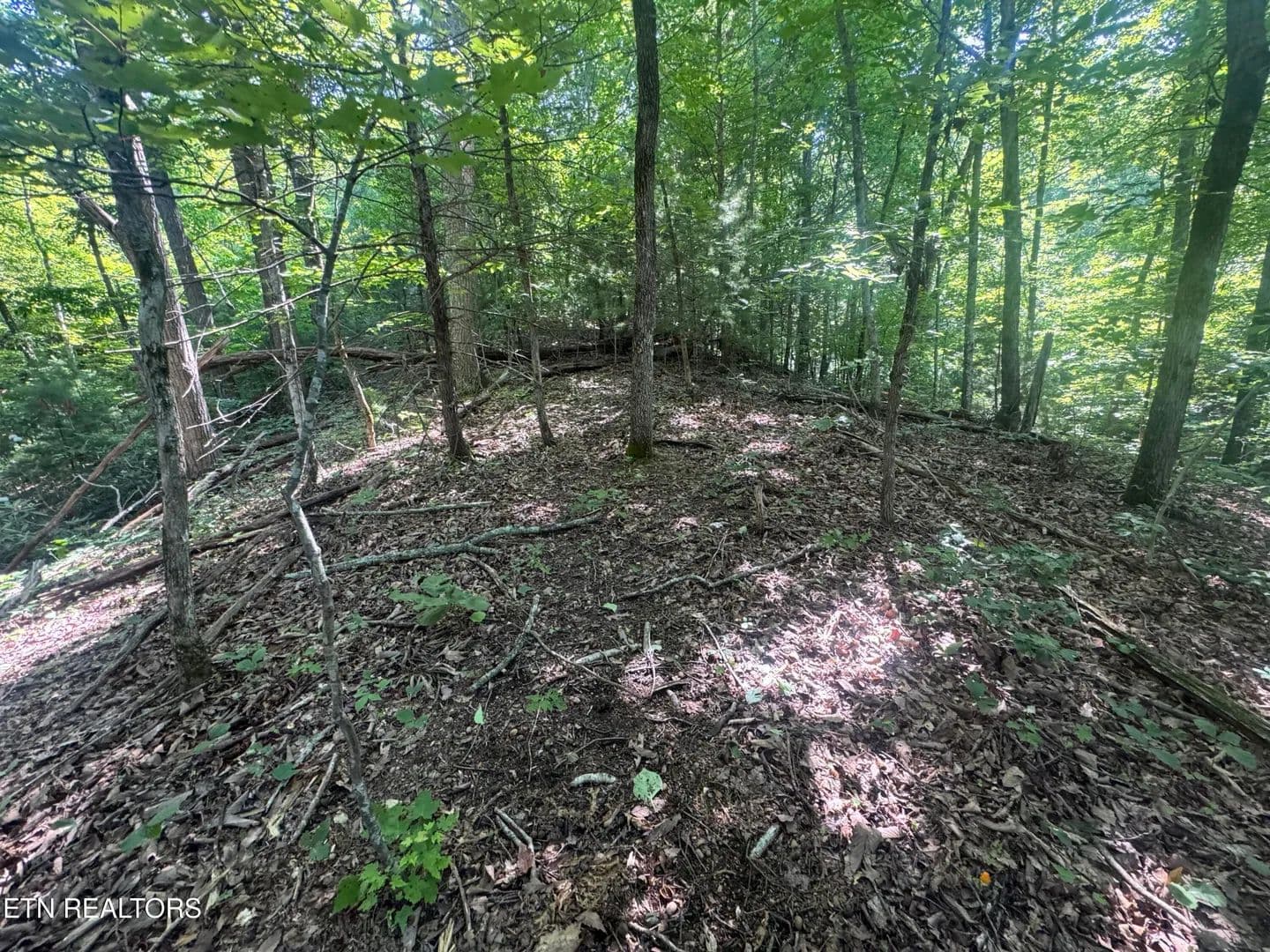 26.5 Acres of Land for Sale in Cosby, TN - Cosby, Tennessee, 37722