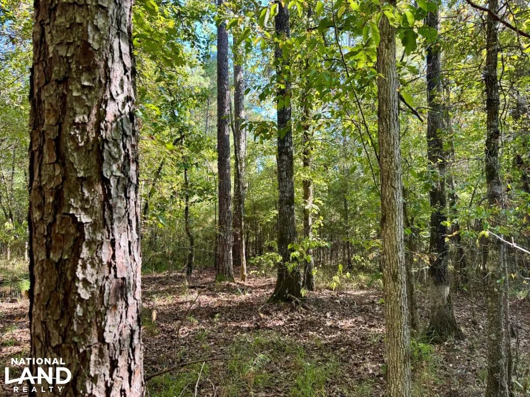 Furman Hills Creek Black Belt Hunting & Timber Tract - Furman, Alabama, 36768