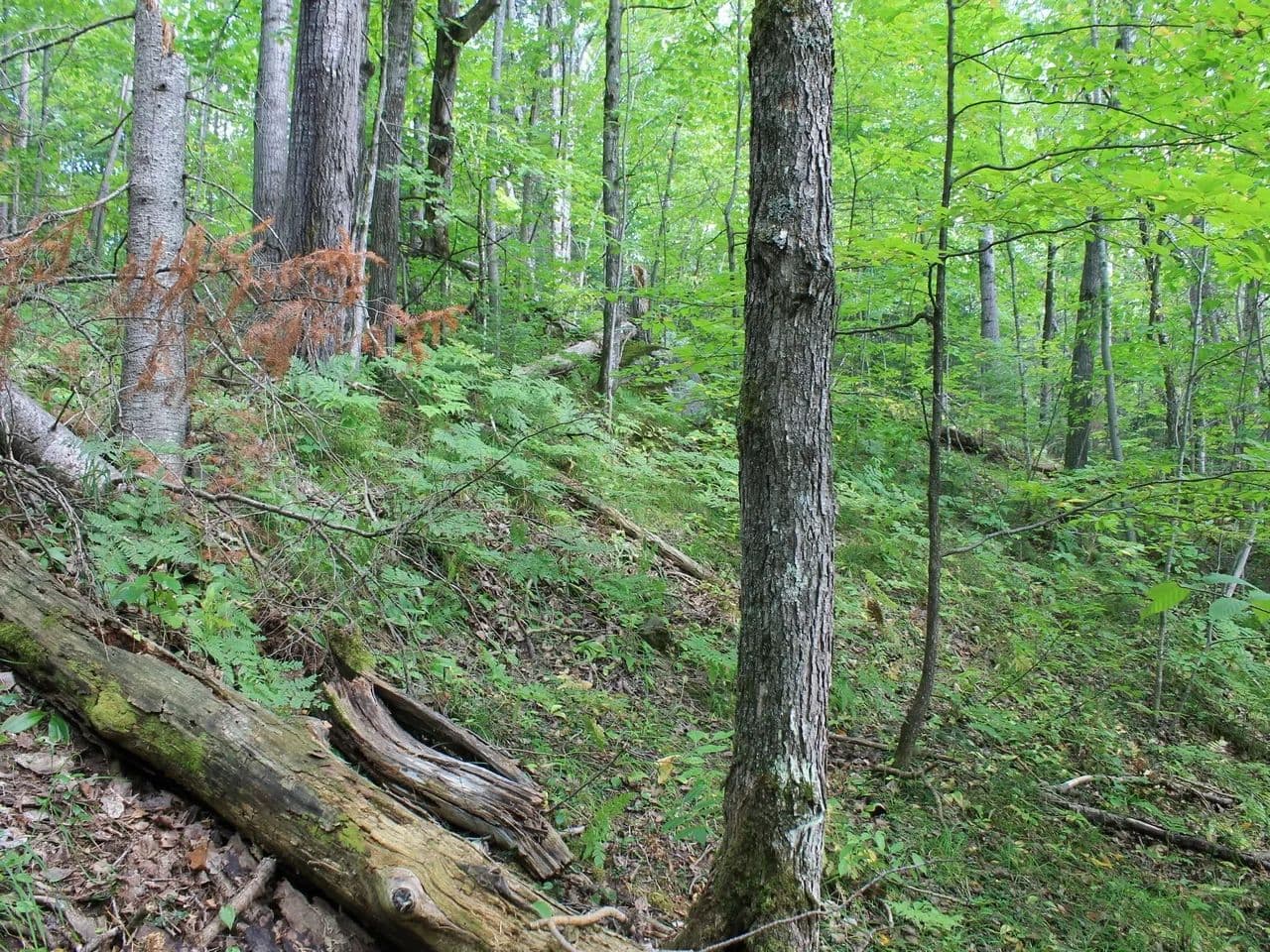 Vacant Land (0-10 Acres) in Upson - Upson, Wisconsin, 54565