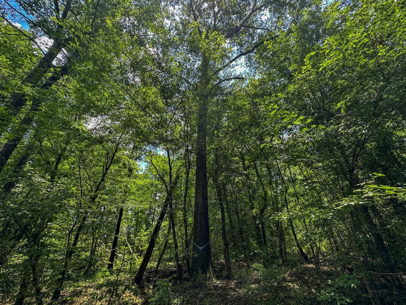 Monroe County Timber, Creek and Hunting Investment Tract - Hybart, Alabama, 36452