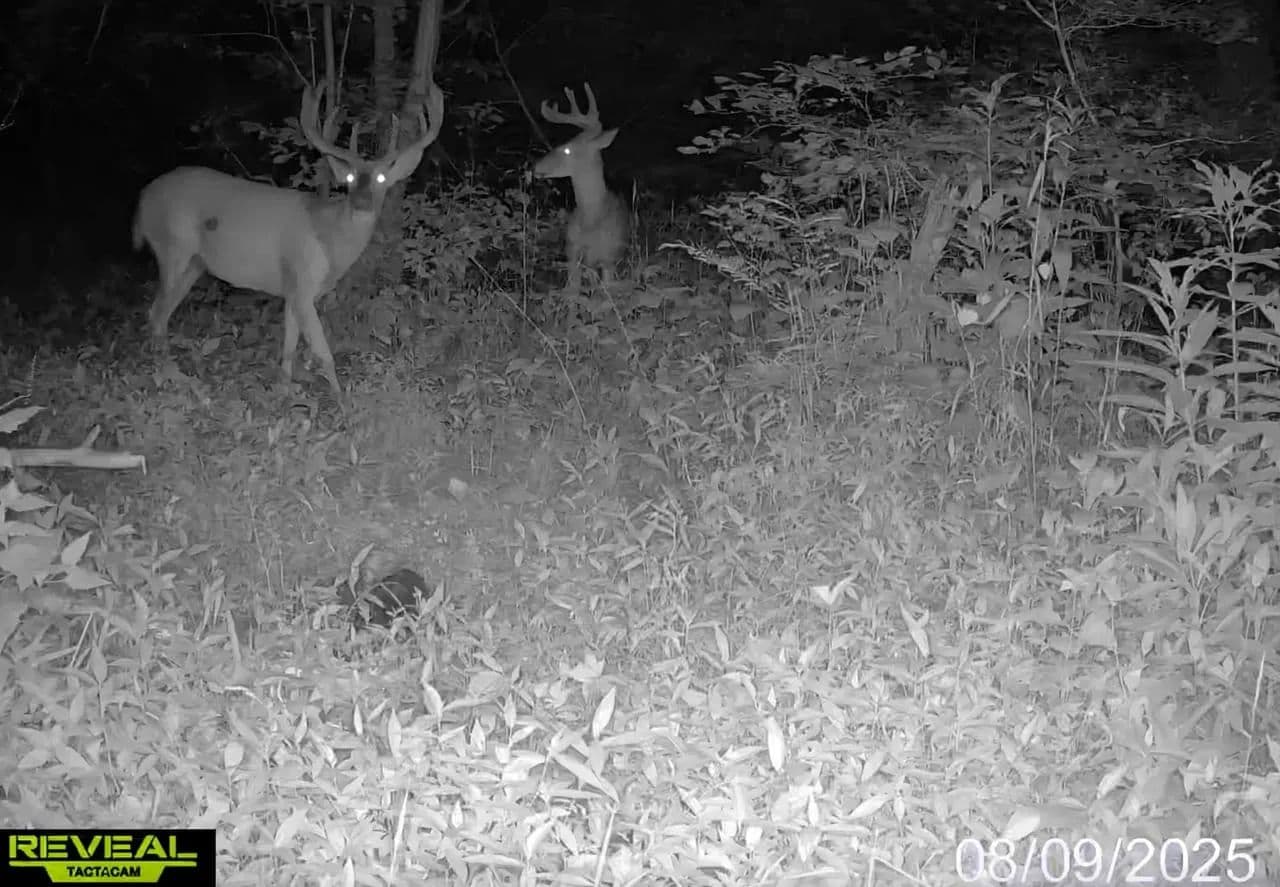 Small Hunting Tract - Dubois County - Jasper, Indiana, 47546