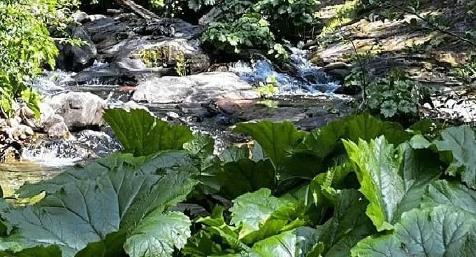 45.25 Acres of Land for Sale in Somerset, California - Somerset, California, 95684