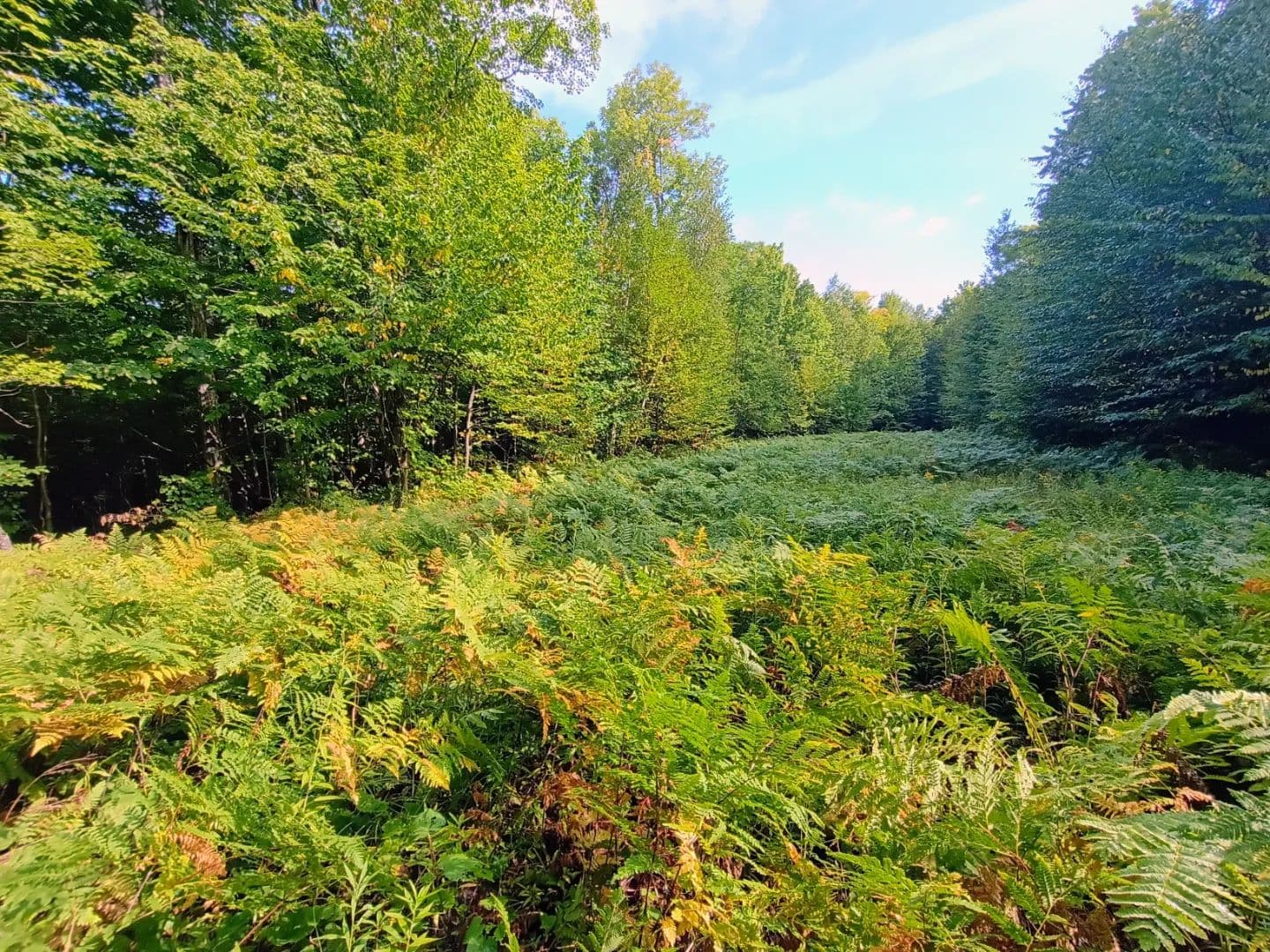 283 Acres of Hunting Land in Iron County, WI for Sale - land for sale