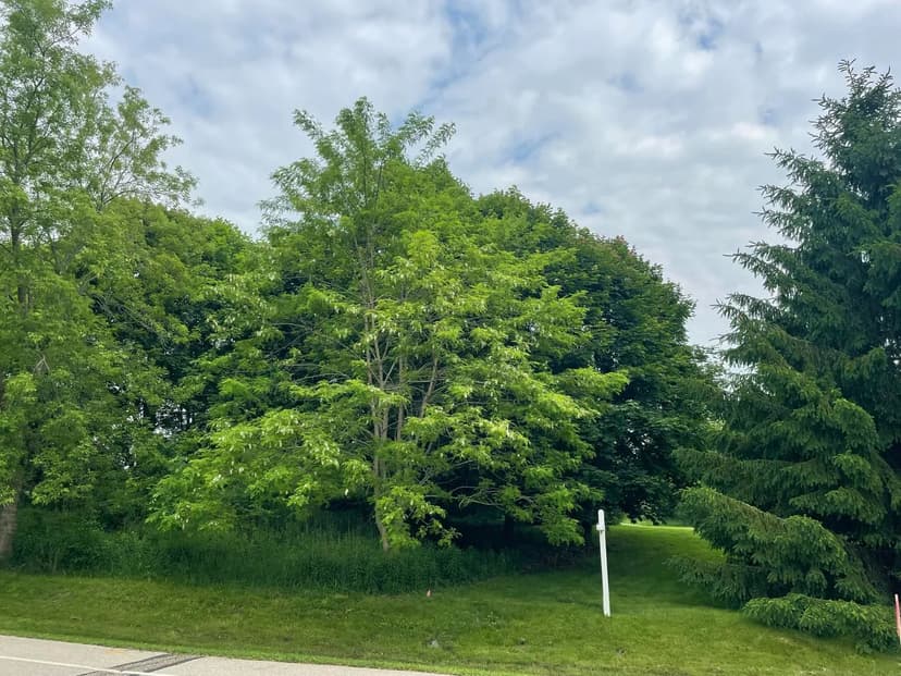 Vacant Land in Grafton