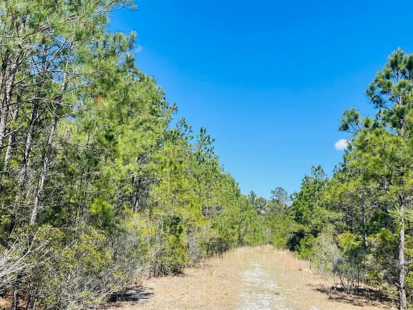 Skylee Place 27 Acres. - Shallotte, North Carolina, 28470