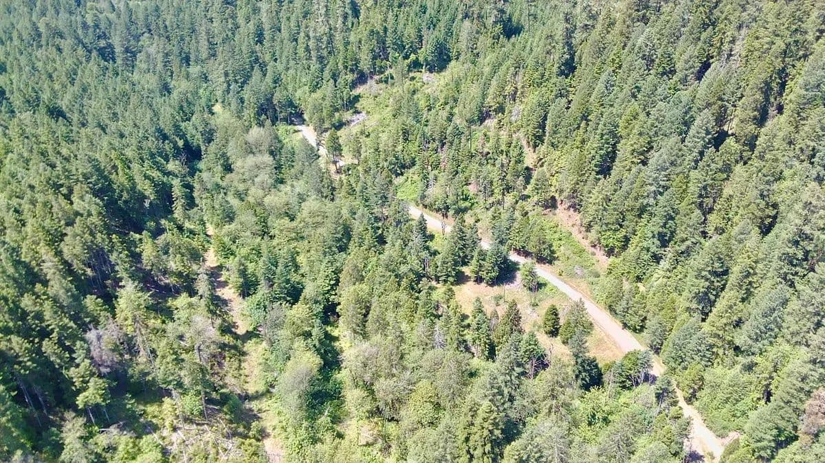 Lees Creek Tree Farm and Gold Mine - Myrtle Creek, Oregon, 97456