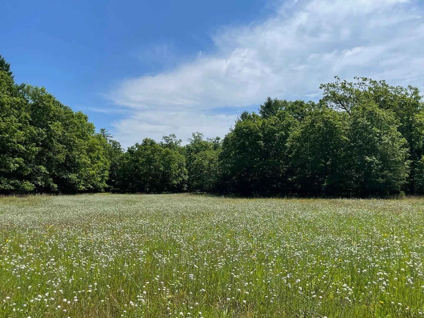 39.24 Acres of Land for Sale in Irons, MI - Irons, Michigan, 49644