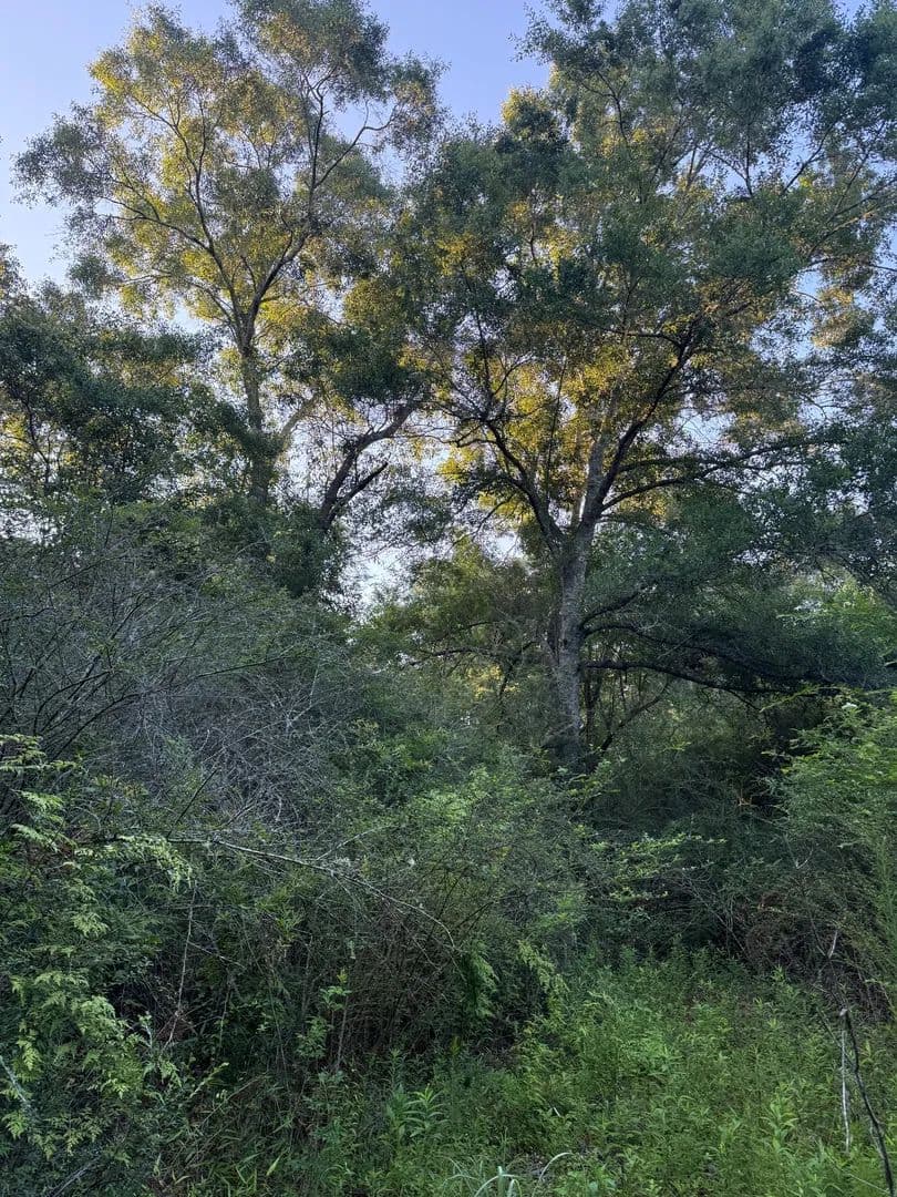 16 acres|well & septic|Holmes Co - Bonifay, Florida, 32425