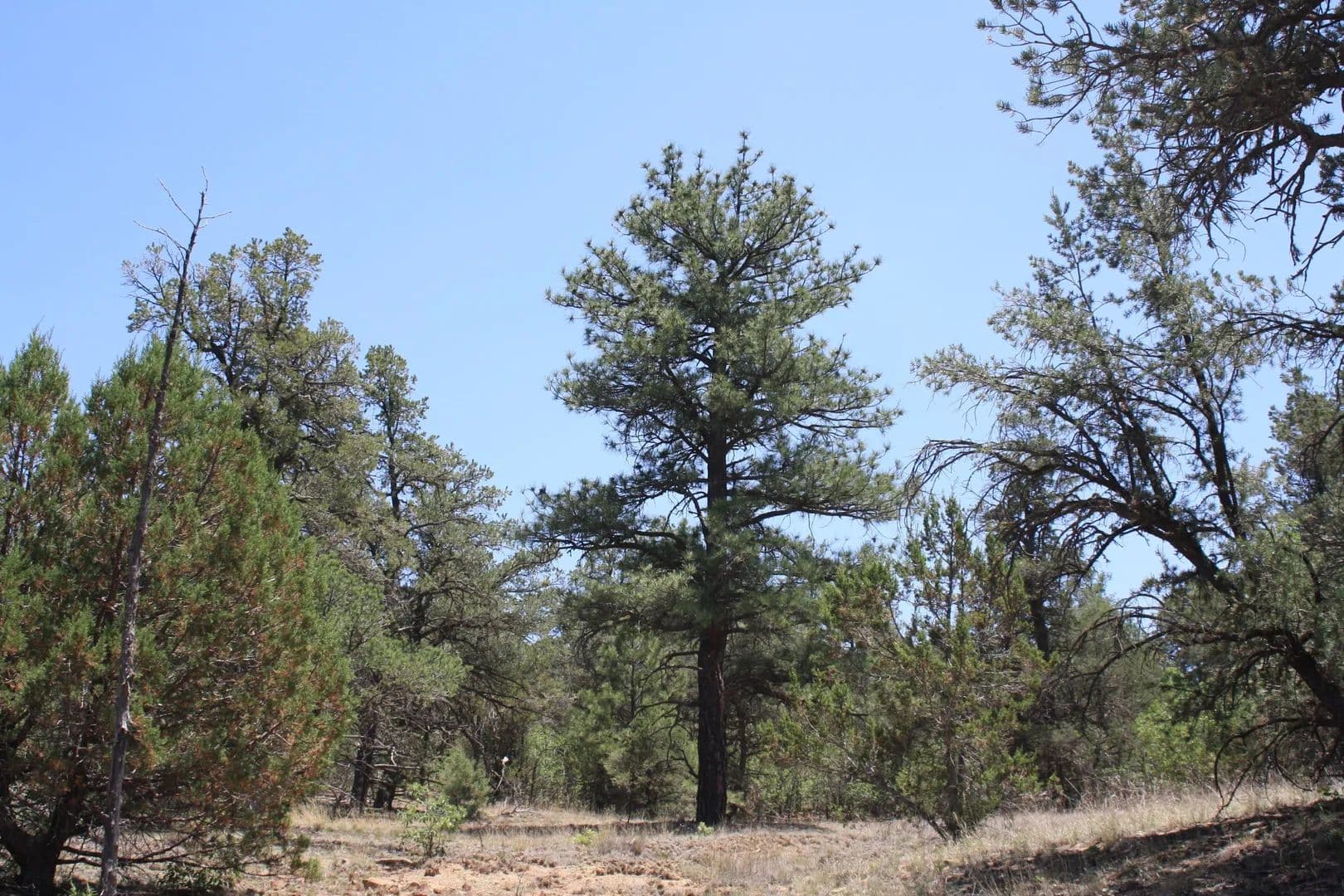 Property from Lots 4-6 Bodean Road - KW - Ramah, New Mexico, 87321