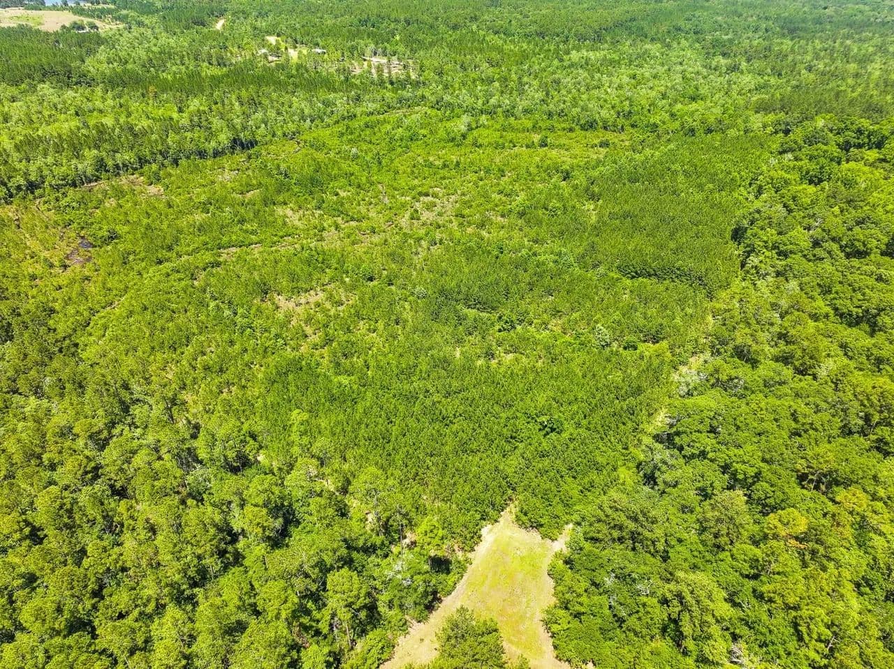 Hurricane Branch 40 acres Washington County - Vinegar Bend, Alabama, 36584