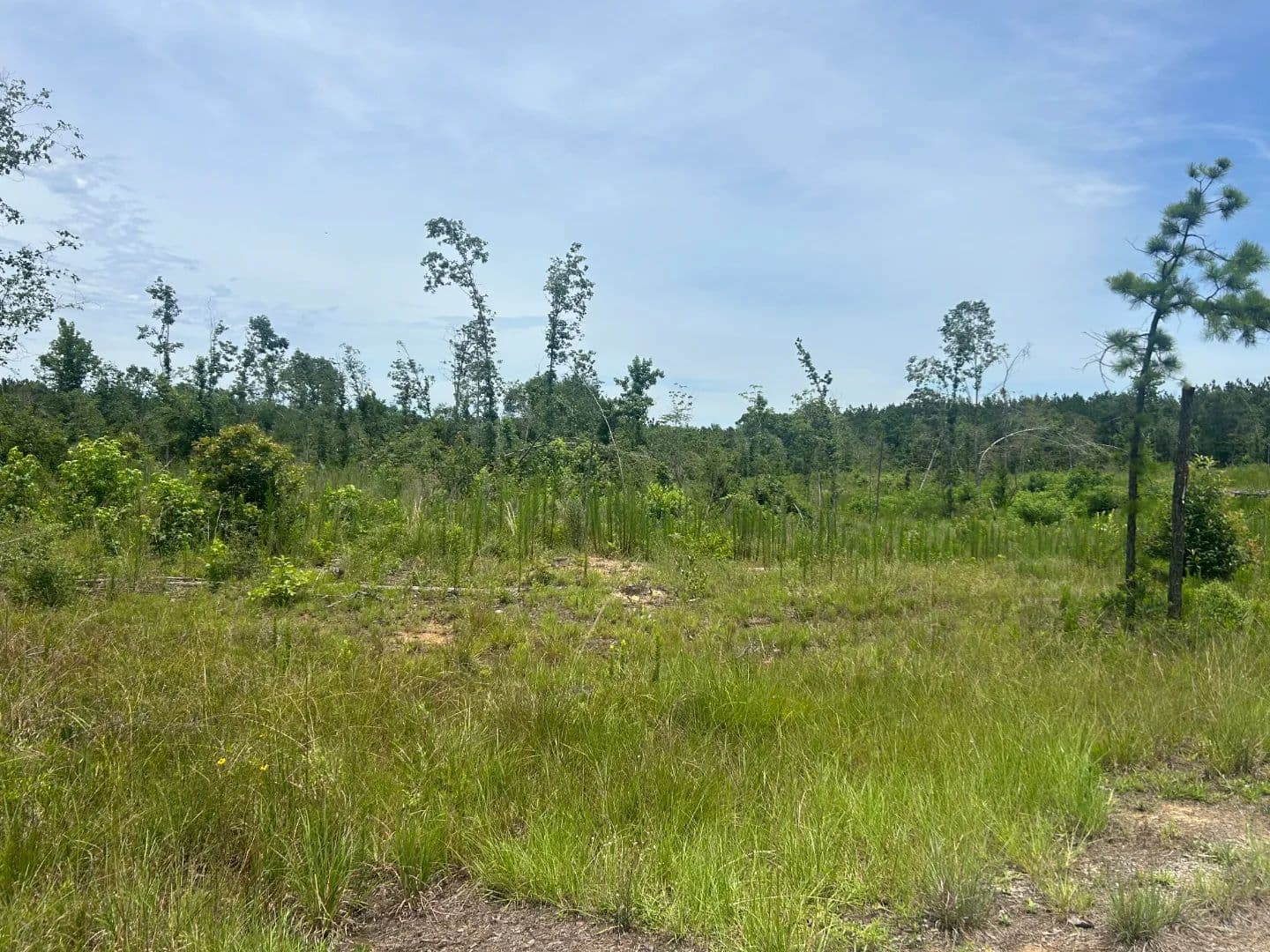 19.45 Acres in Caldwell Parish, LA - Kelly, Louisiana, 71441