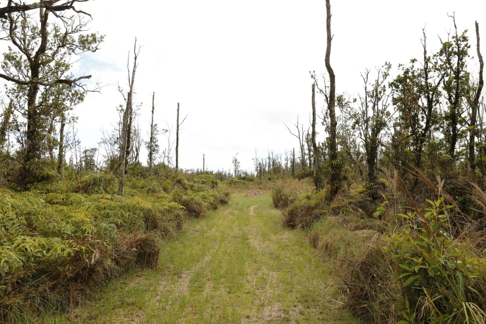 3 Acres of Land for Sale in Volcano, Hawaii - Volcano, Hawaii, 96785
