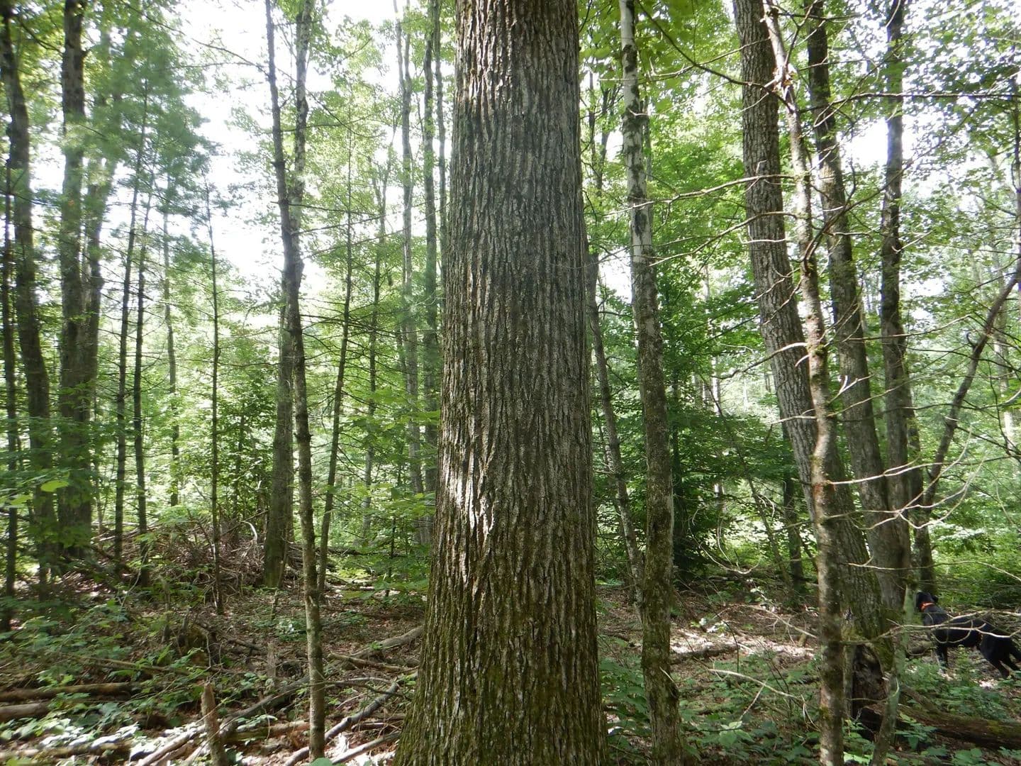 Bull Hill 349 - Newfield, New York, 14867