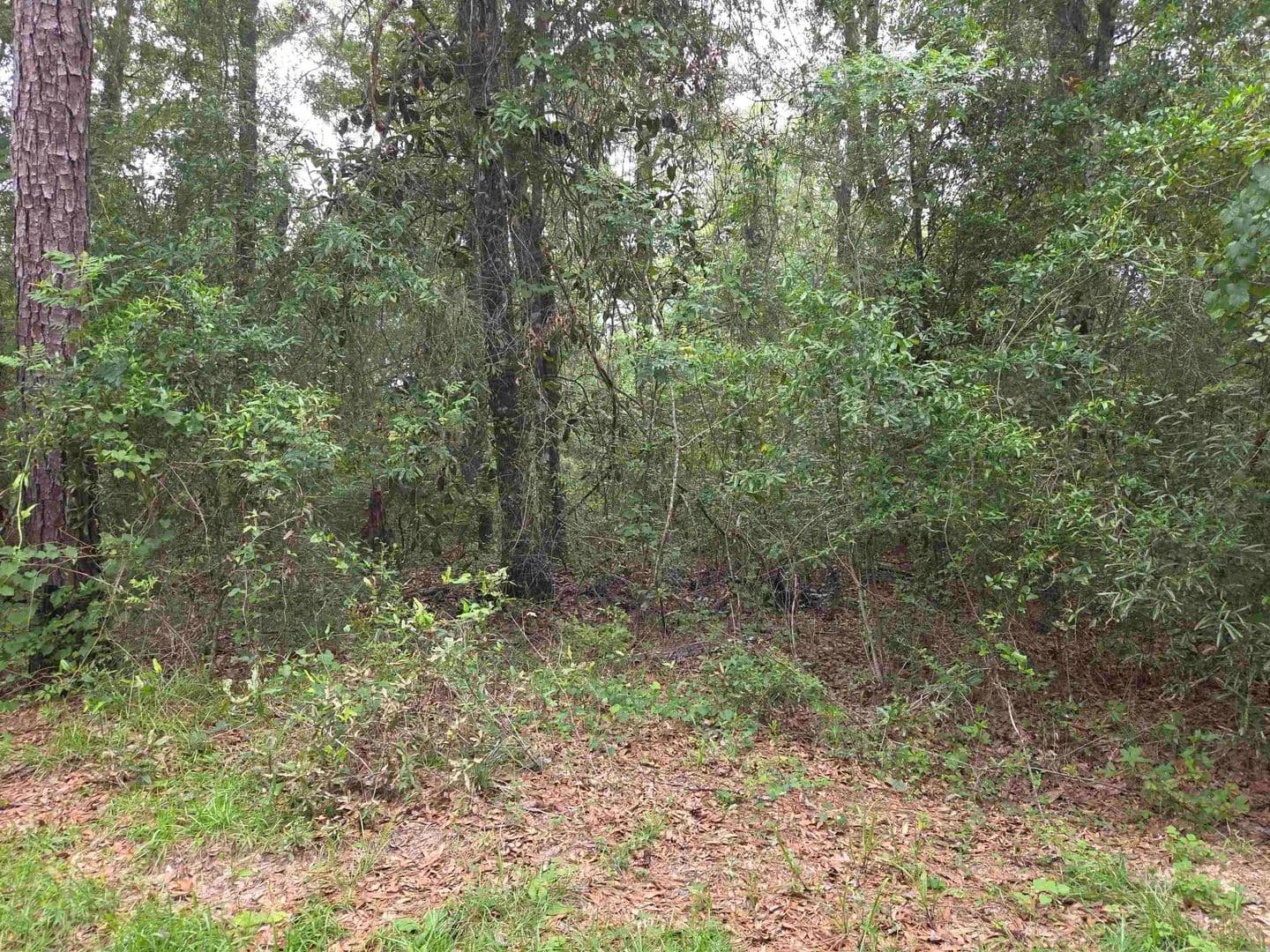 Property from xxx NE Shadow Lane - KW - Hosford, Florida, 32334