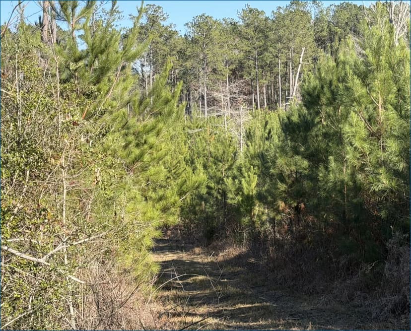 40 Acres in Simpson County in Harrisville, MS