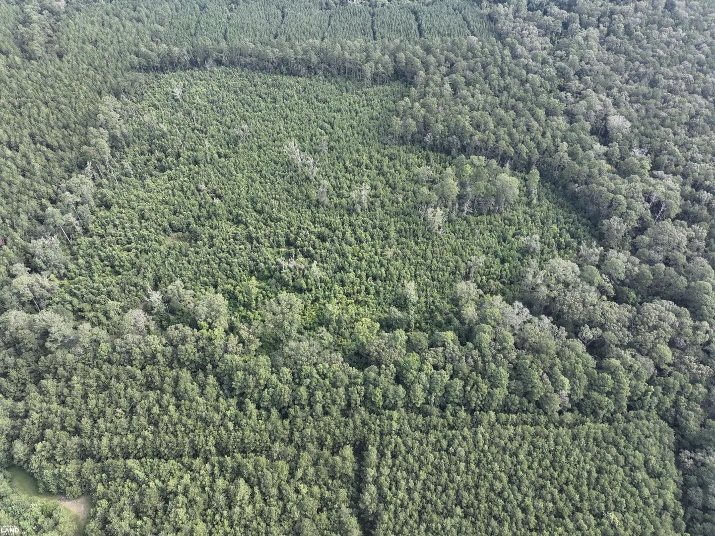 Allen Parish 50 acres - Hunting, Timber - Oberlin, Louisiana, 70655