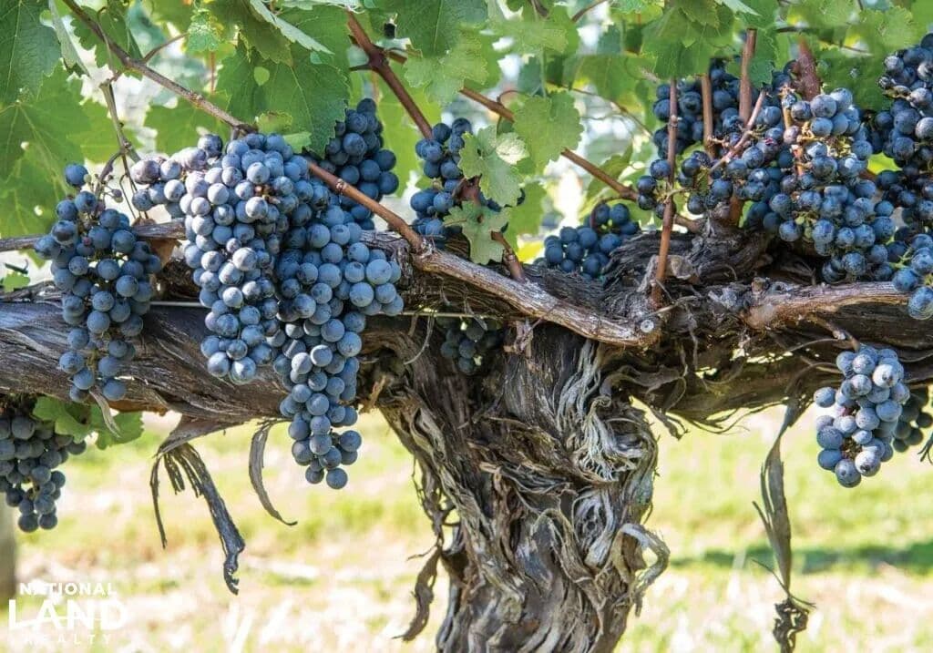 Marceline Vineyards Boutique Winery - Harrisonburg, Virginia, 22802