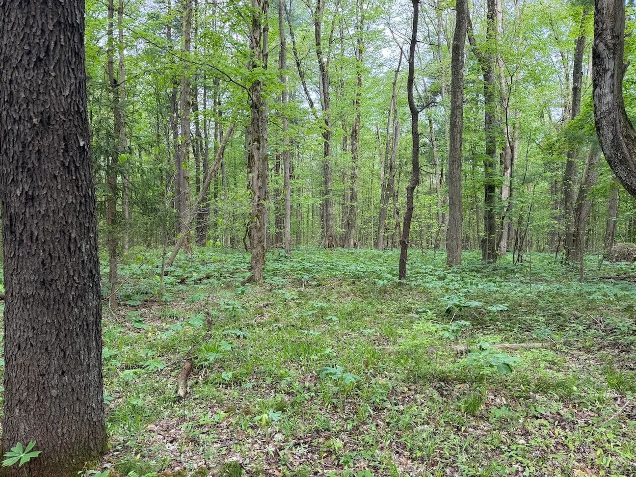 8.2 acres Hunting Land and Recreational Land in South Dayton NY Kellogg Hill Rd Lot 3 - South Dayton, New York, 14138