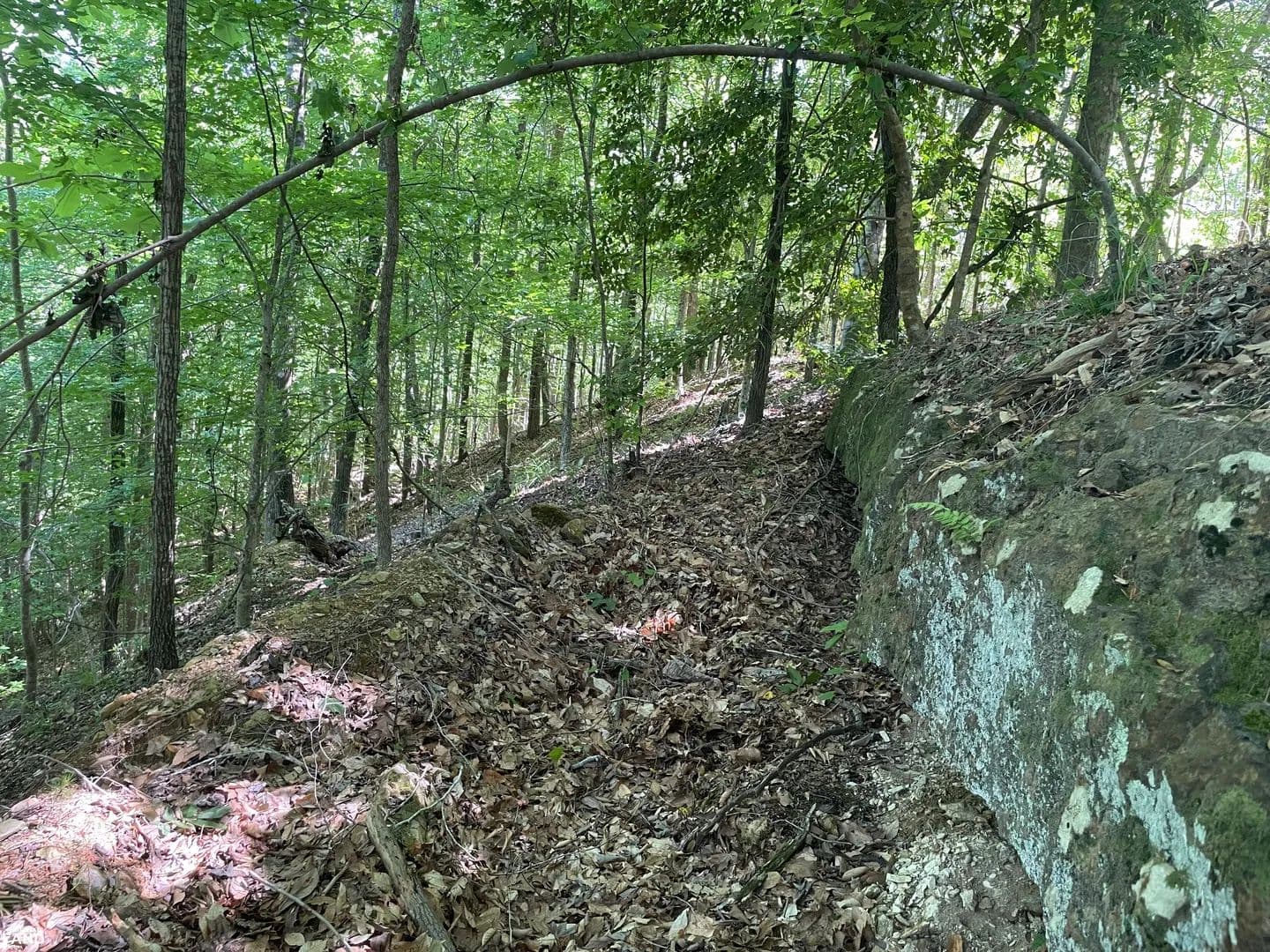 Pickett Creek Hunting and Timber Investment - Butler, Alabama, 36904