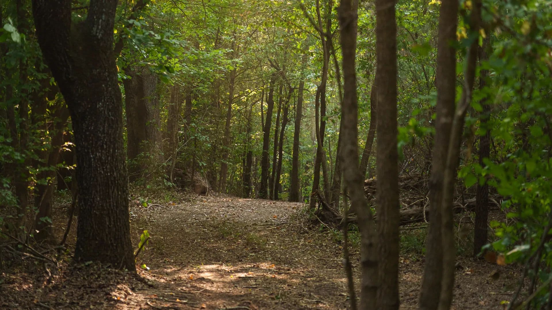 119 Acres of Hunting, Timber & Recreational Land in Tyler, TX for Sale - White Oak Ranch - land for sale