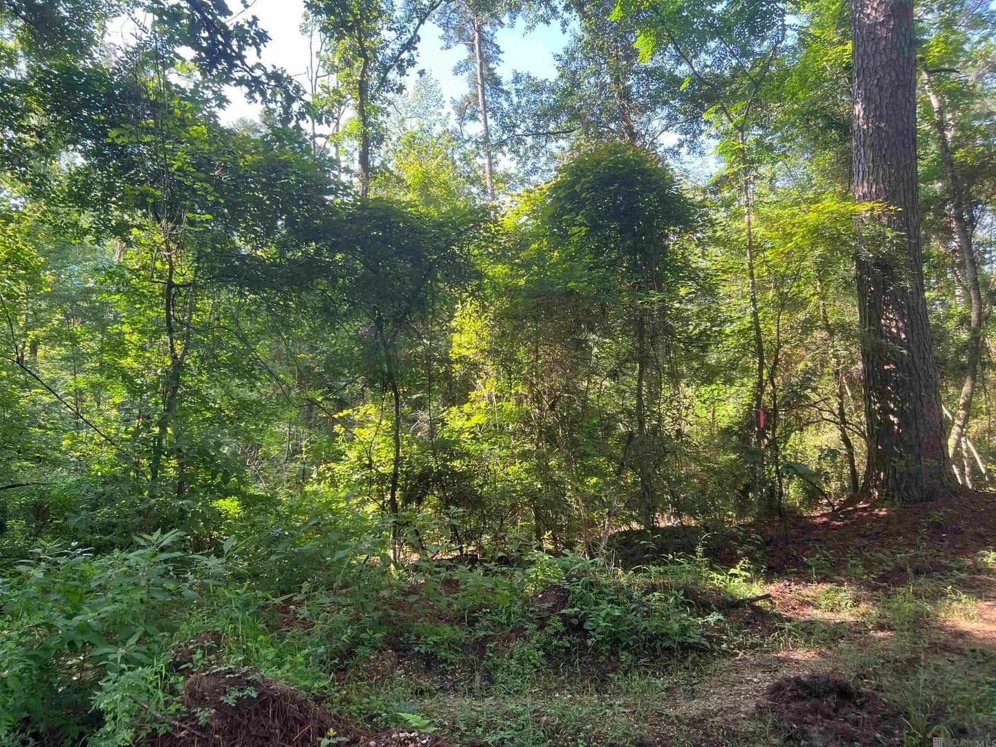 3.87 Acres of Land for Sale in Clinton, Louisiana - Clinton, Louisiana, 70722