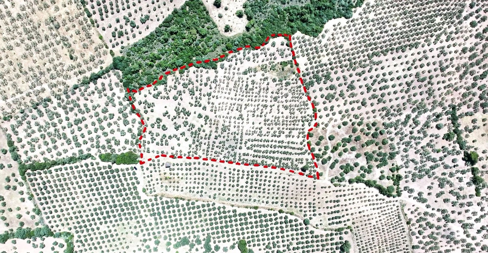 KW EMRE, TEK YETKİLİ, KEMALLI'DA 25.600m2 800 AĞAÇLI ZEYTİNLİK - land for sale