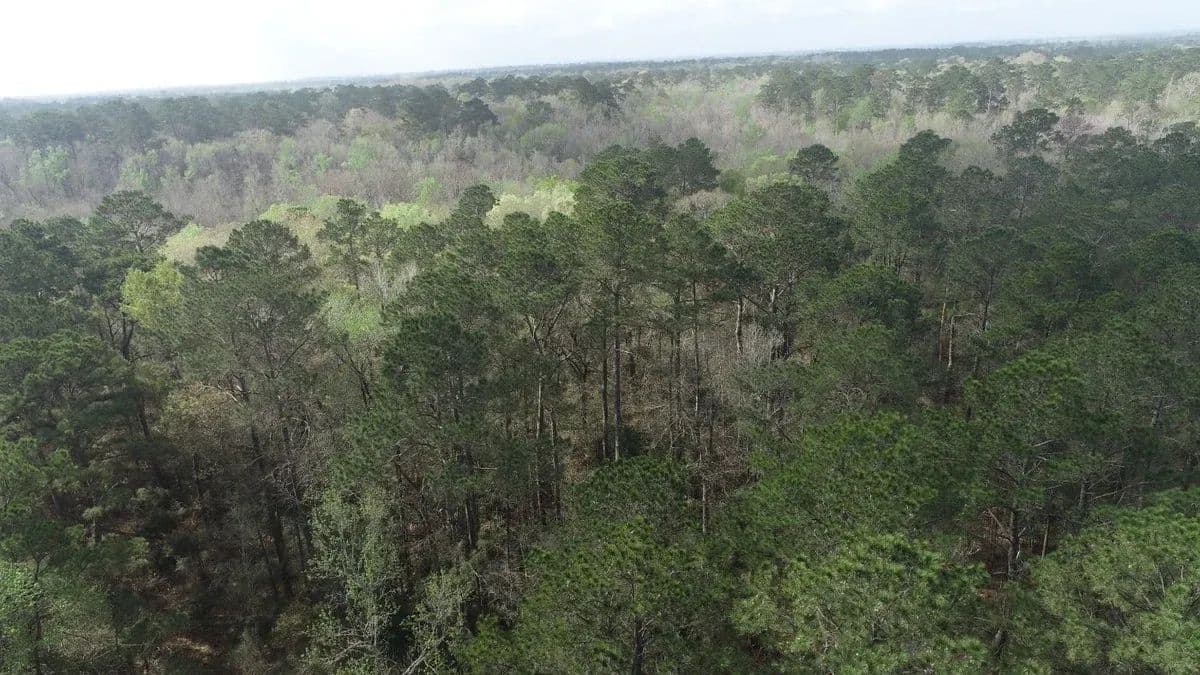Palmer Forest - land for sale