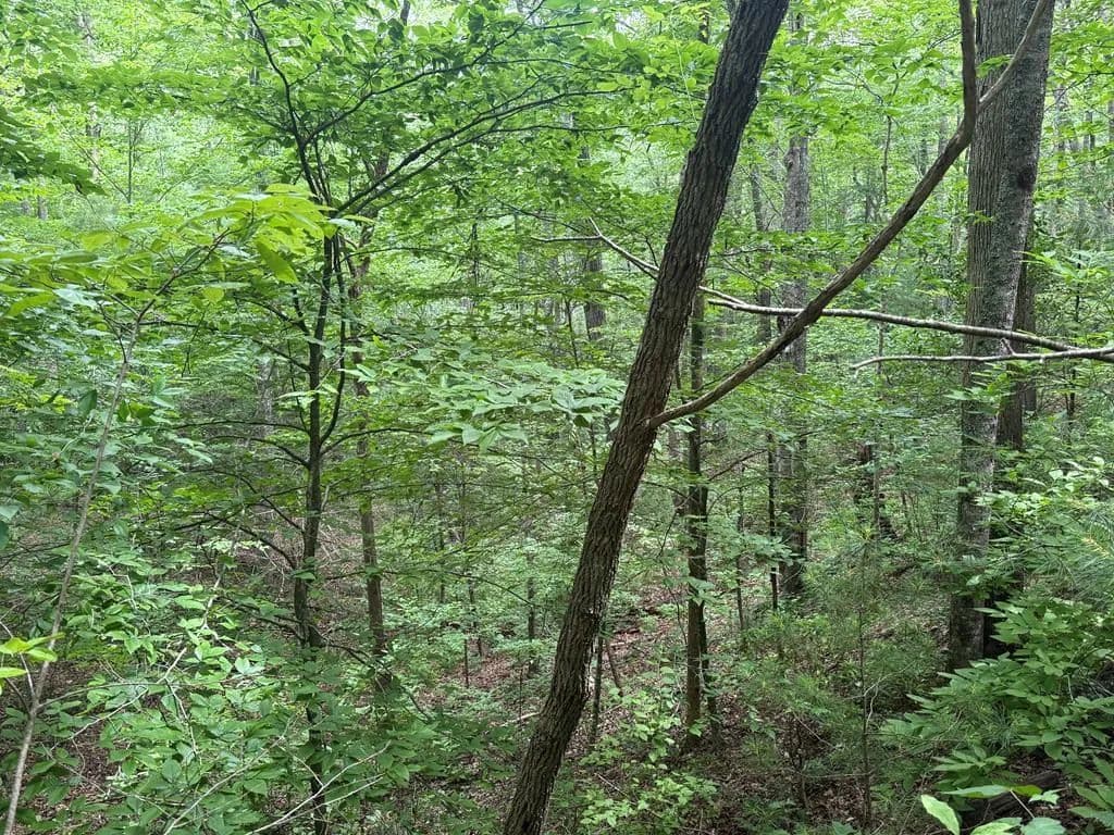 Property from 1 ac Spiva Cove Circle - KW - Blairsville, Georgia, 30512