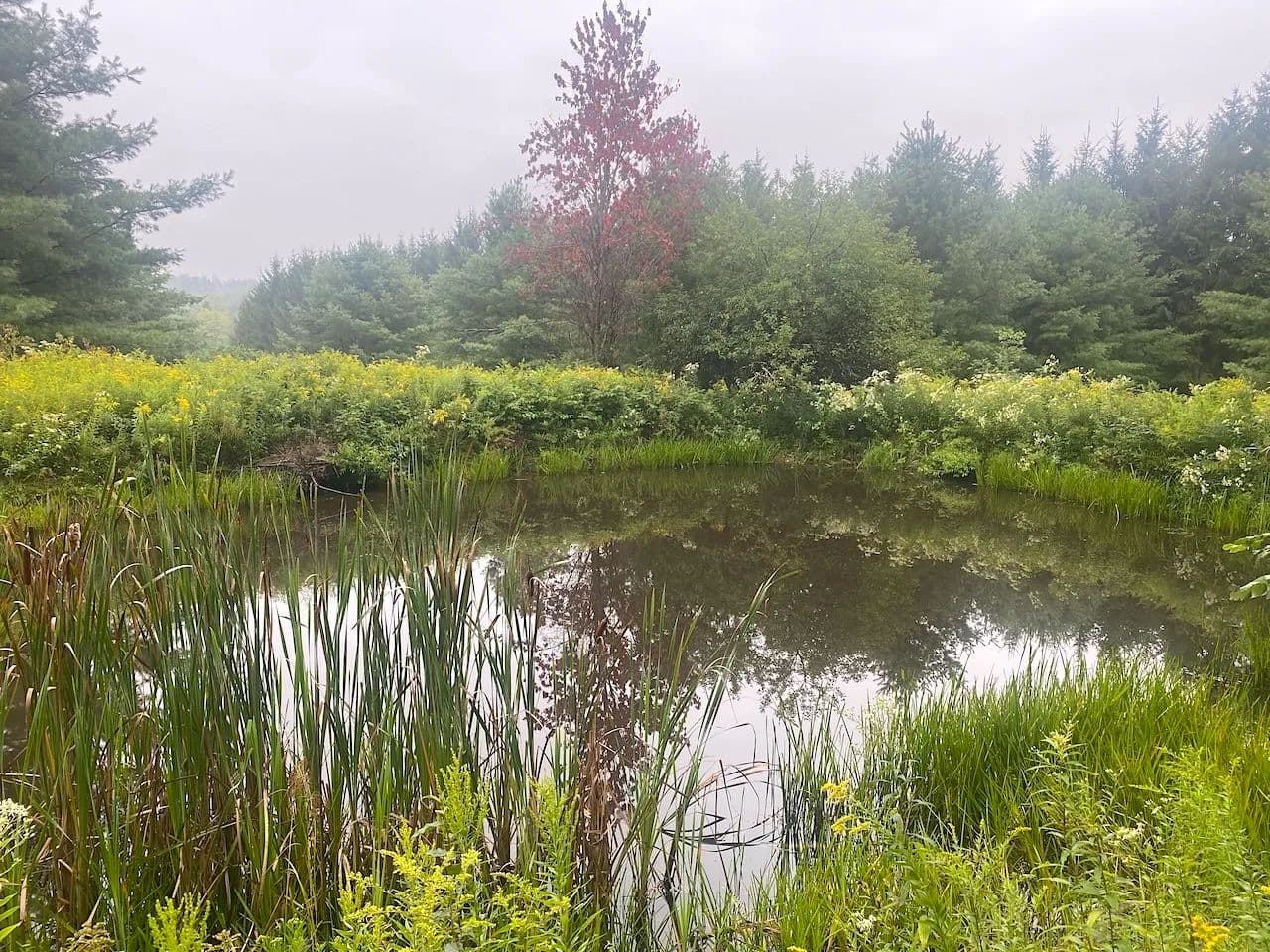 19 acres Recreational Land with Pond borders Turnpike State Forest in West Almond NY South Rd - West Almond, New York, 14804