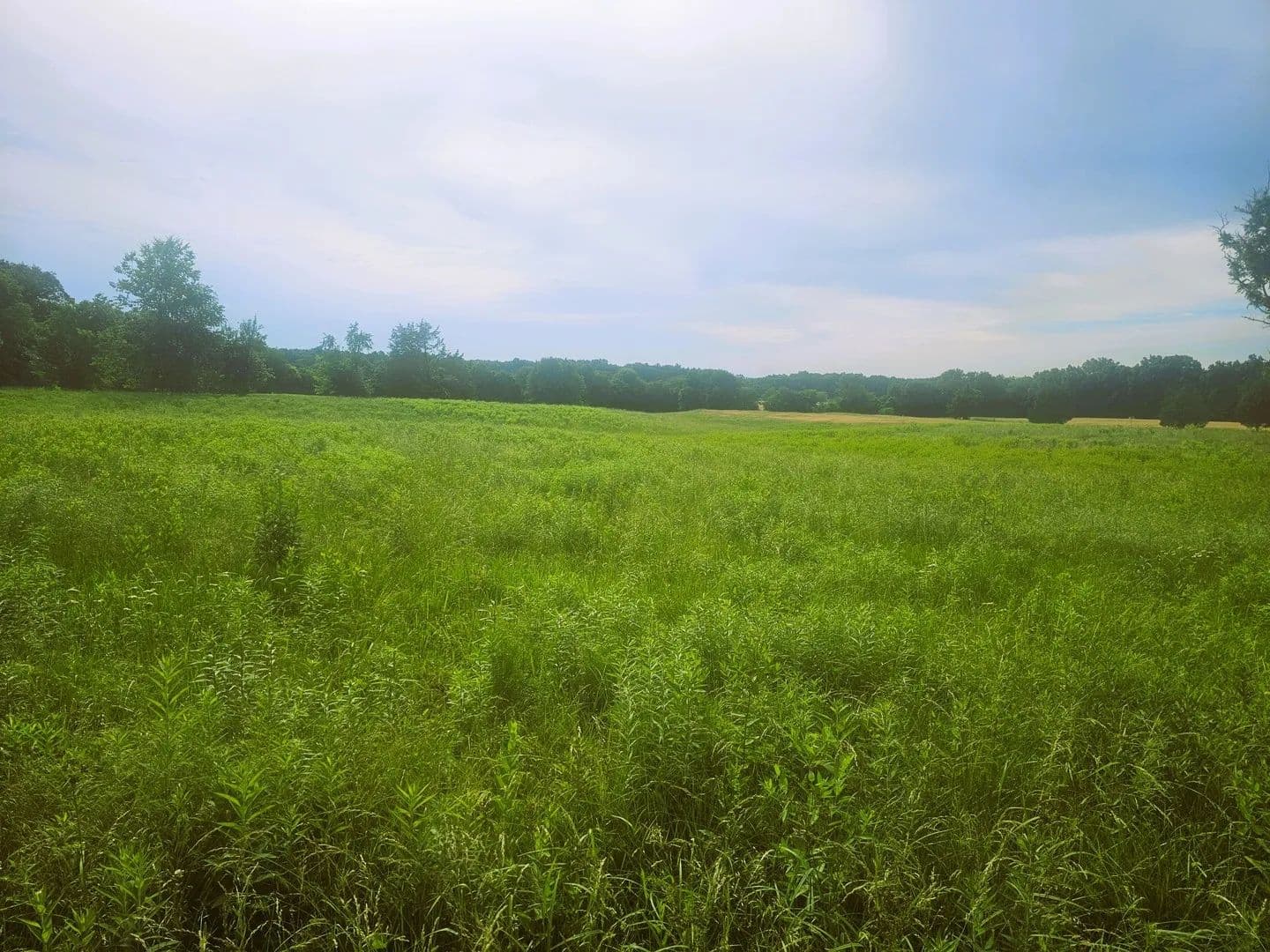 80 Acres of Land for Sale in Opdyke, Illinois - Opdyke, Illinois, 62872