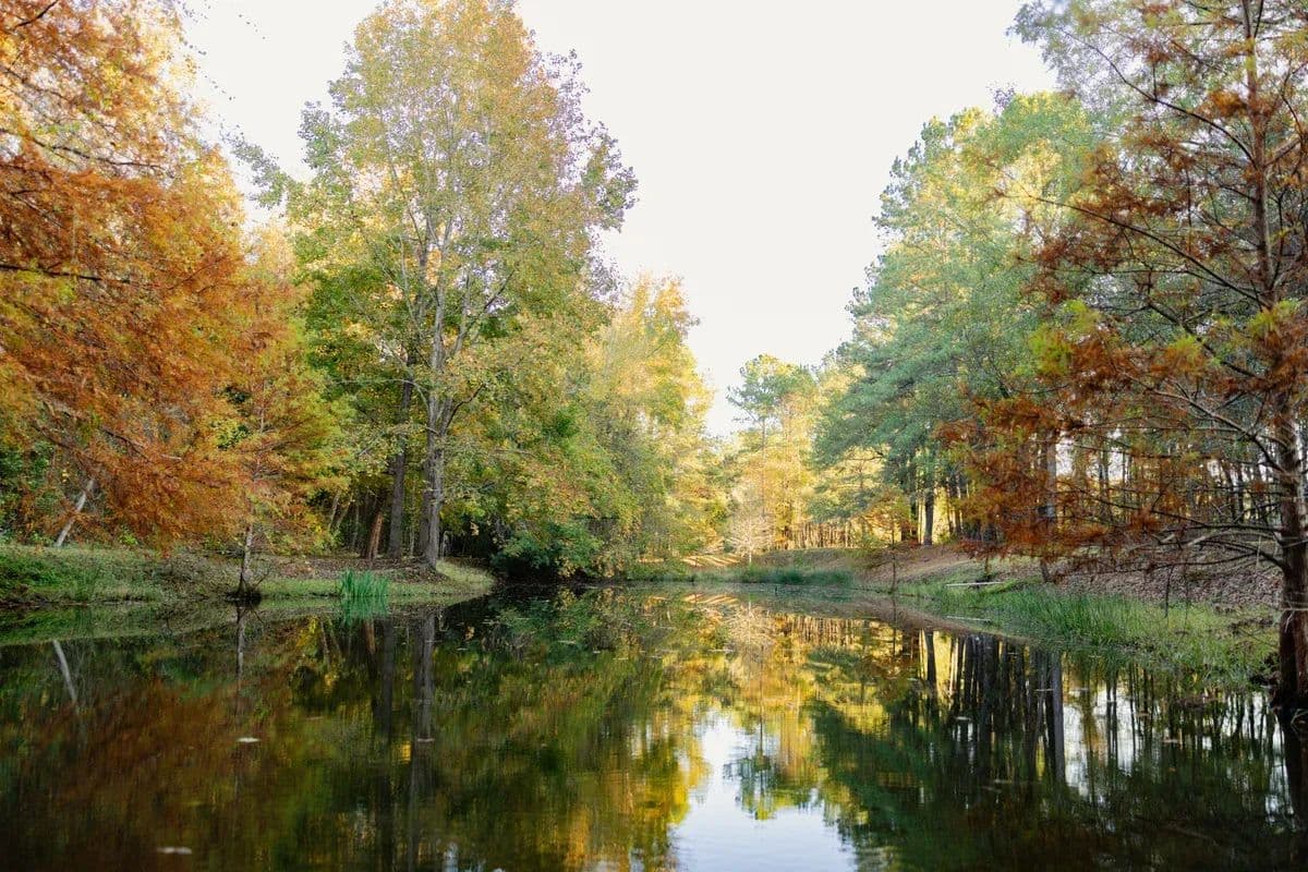 Black River Timber - land for sale