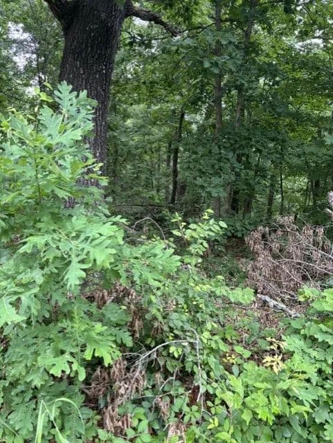 0.28 Acres of Land for Sale in Bella Vista, AR - Bella Vista, Arkansas, 72714
