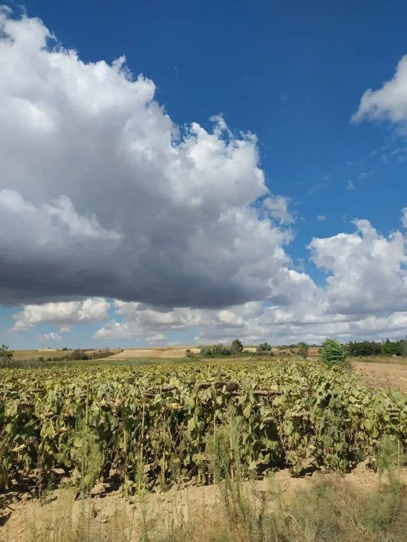 KIRKLARELİ-MERK-DEĞİRMENCİK'DE ASFALTA 80m,SATILIK FIRSAT TARLA - land for sale