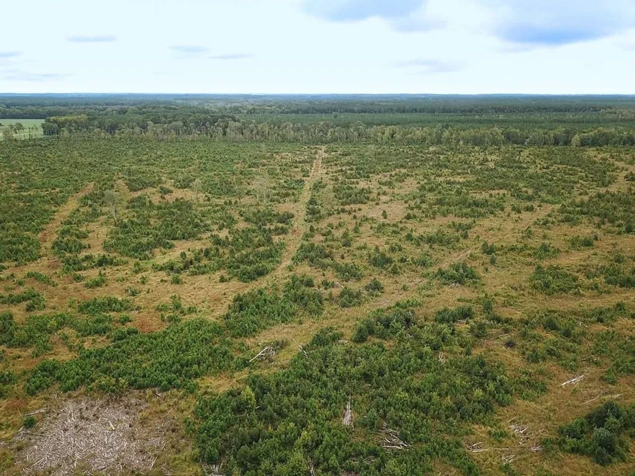 193 Acres of Hunting and Timber Land For Sale in Accomack County VA! - Temperanceville, Virginia, 23442