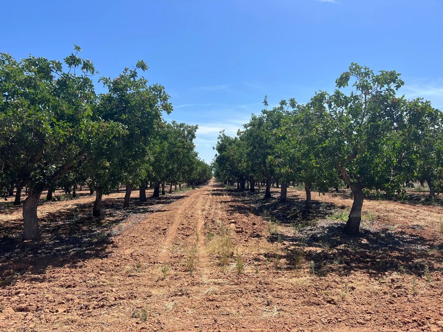 Property from Avenue 20 1/2 - KW - Madera, California, 93638
