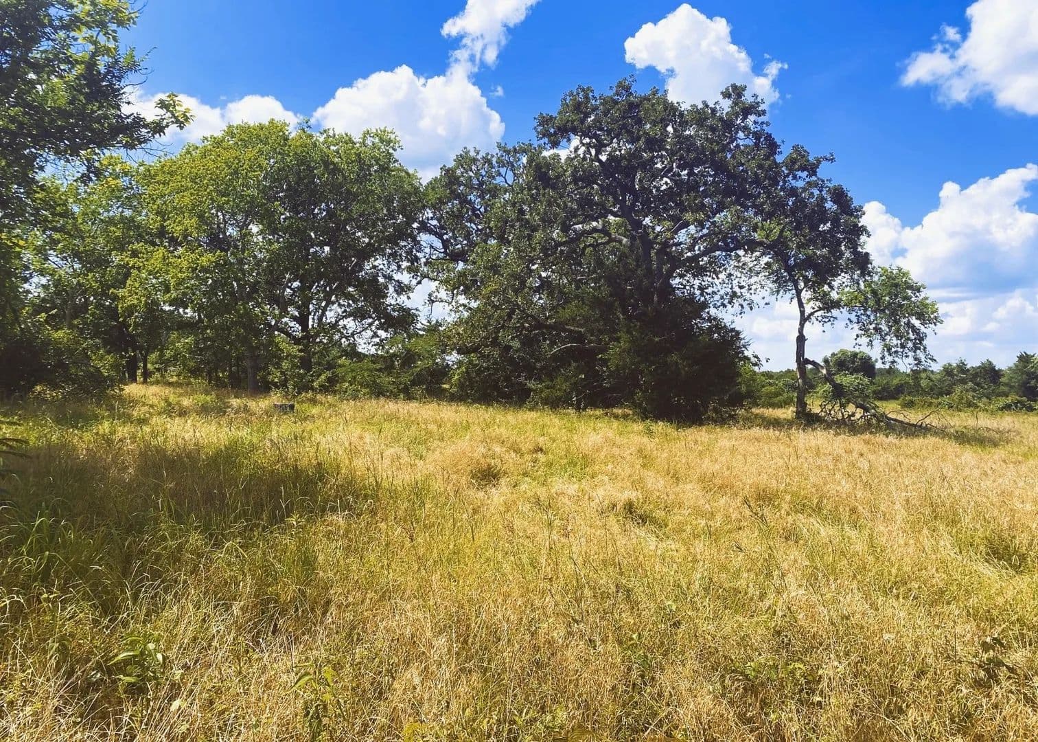 12.56 Acres of Land for Sale in Bremond, Texas - Bremond, Texas, 76629