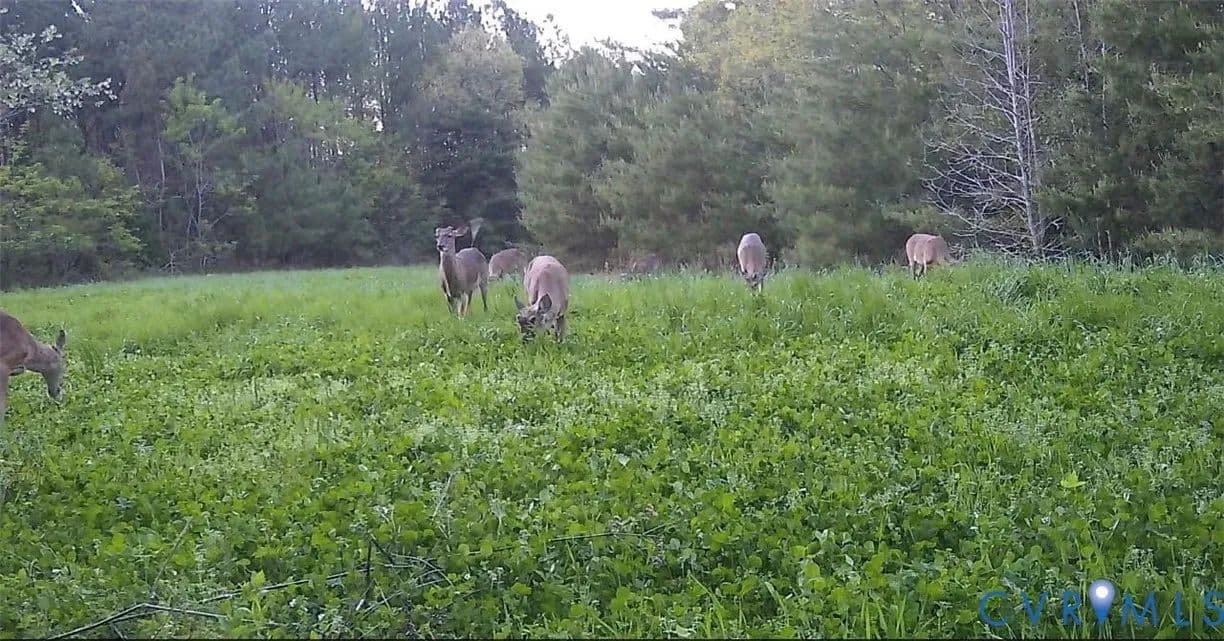 158.7 Acres of Land for Sale in Jamaica, VA - Jamaica, Virginia, 23079