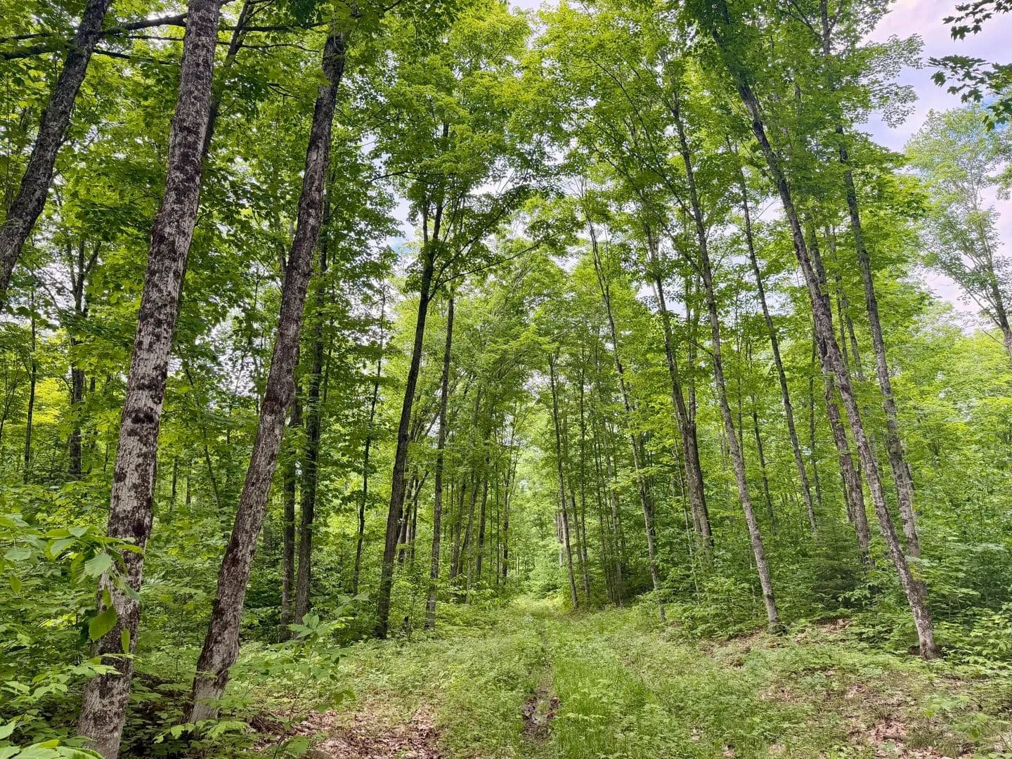Property from TBD~160ac Michigan 123 - KW - Michigan, 49868