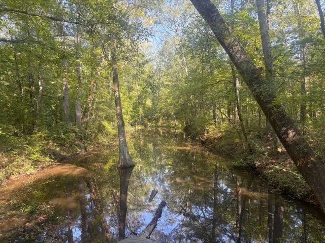 Lost Corner 80 Tract - Nettleton, Mississippi, 38858