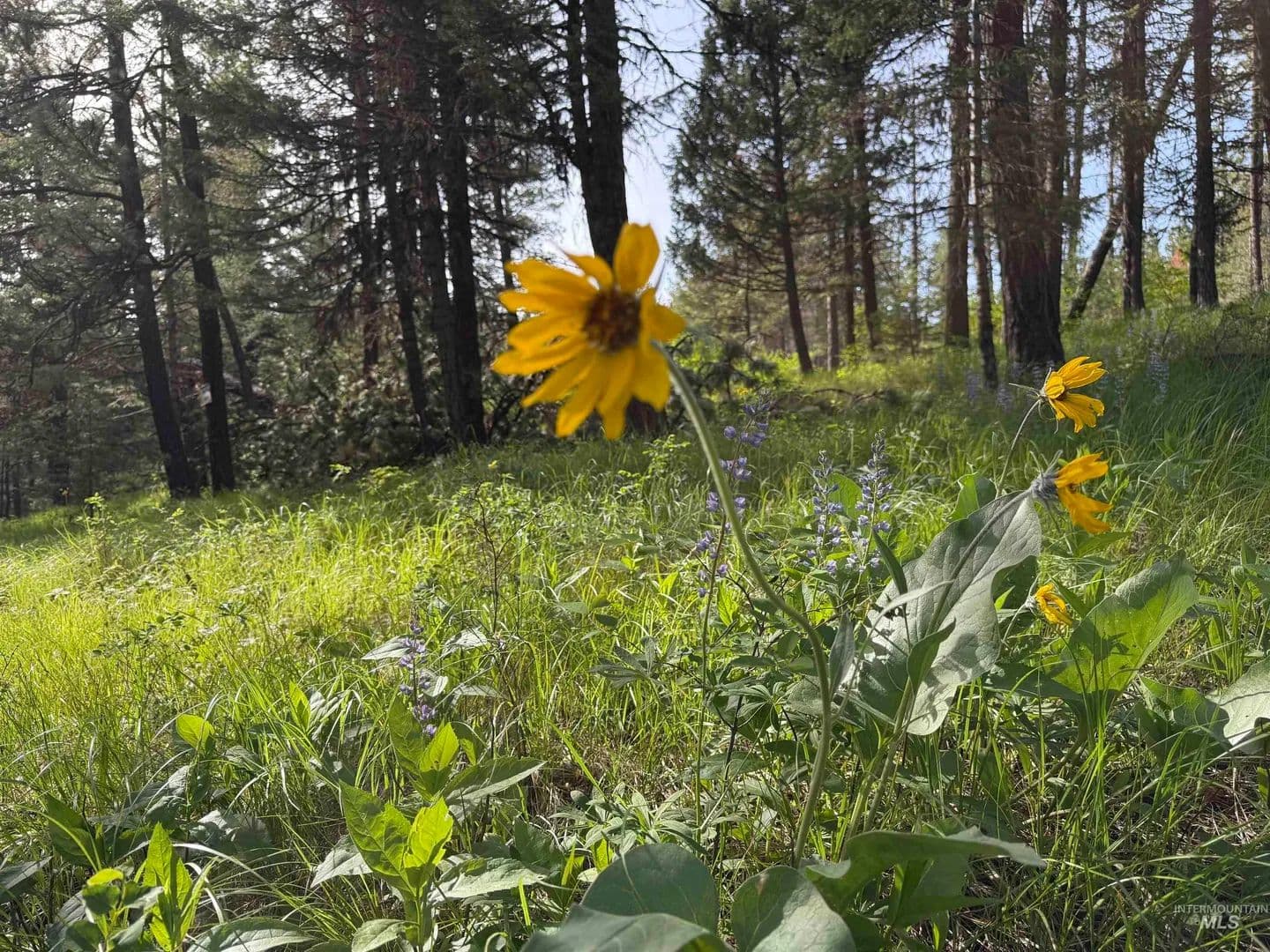 Vacant Land in Waha - Waha, Idaho, 83555